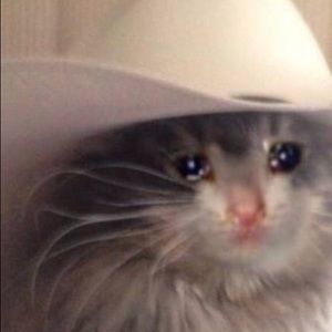 Meet your Posher, Bee